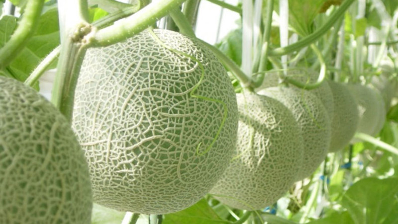 Dưa lưới trồng ở Ibaraki.