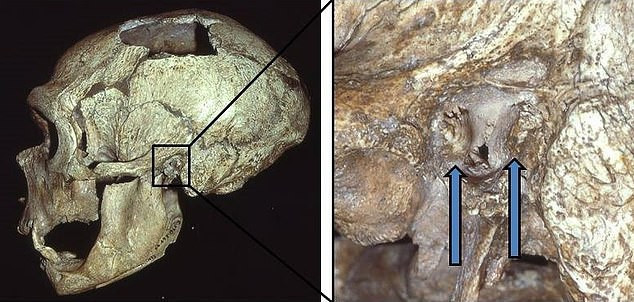 Một hộp họ thuộc hài cốt người Neanderthals, chứa đặc điểm lạ - ảnh do nhóm nghiên cứu cung cấp