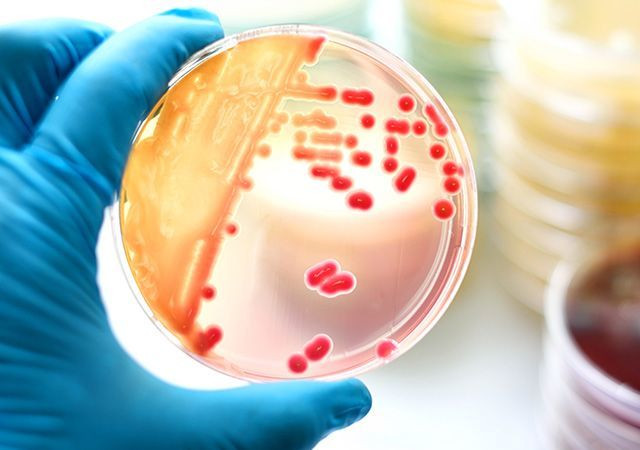  Tiểu Triệu bị nhiễm loại vi khuẩn kỵ khí Fusobacterium necrophorum