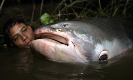  Cá da trơn khổng lồ ở sông Mekong đang đối diện với nguy cơ tuyệt chủng - Ảnh EPA