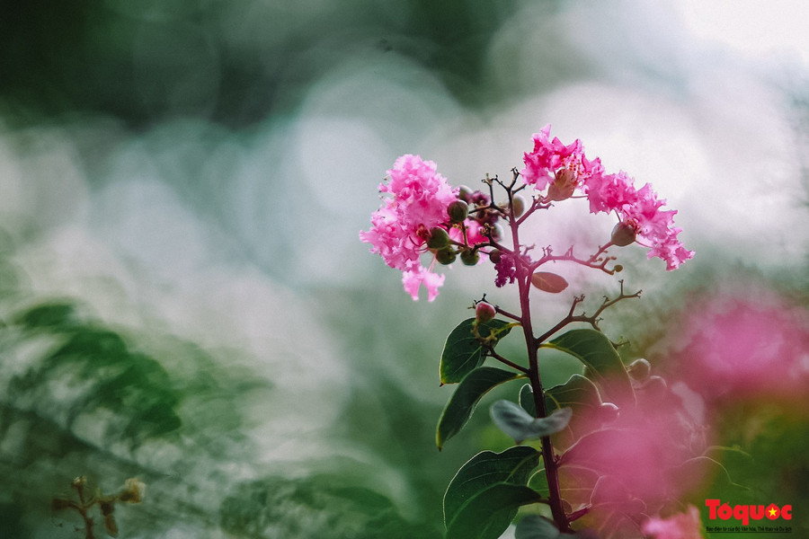  Hiện, tất cả các cây được trồng đều phát triển tốt trên tuyến đường này. Gần đây, hoa tường vi cánh mỏng màu hồng ở tầng giữa và hoa râm bụt vàng tầng dưới cùng nở hoa rực rỡ, bắt mắt, thu hút người đi đường.