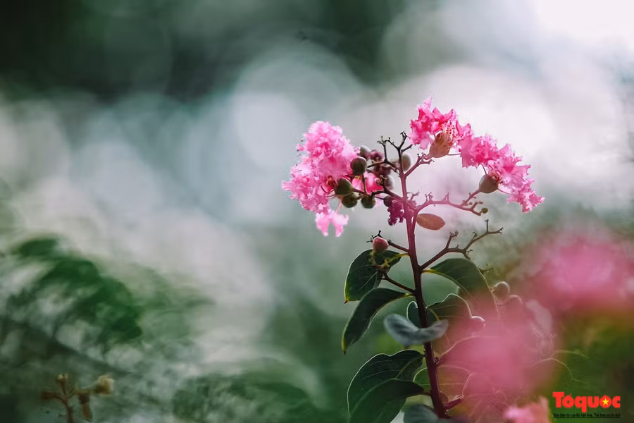  Hiện, tất cả các cây được trồng đều phát triển tốt trên tuyến đường này. Gần đây, hoa tường vi cánh mỏng màu hồng ở tầng giữa và hoa râm bụt vàng tầng dưới cùng nở hoa rực rỡ, bắt mắt, thu hút người đi đường.