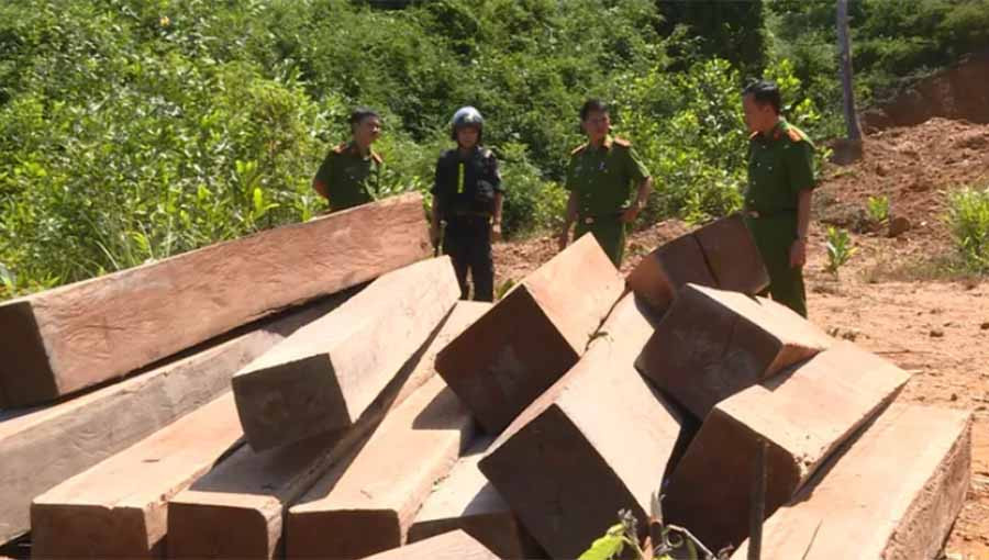 Bãi tập kết gỗ lậu gần bìa rừng nhưng chủ rừng không hay biết?