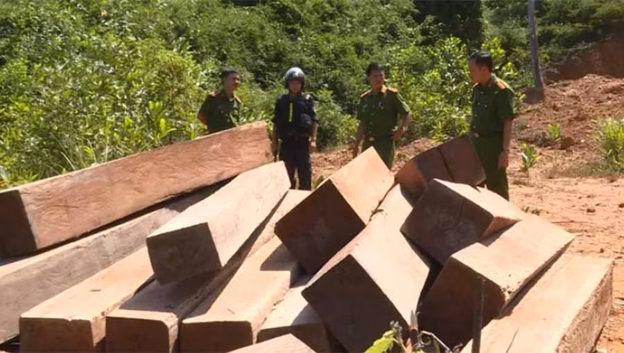 Bãi tập kết gỗ lậu gần bìa rừng nhưng chủ rừng không hay biết?