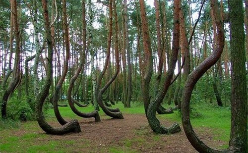 Những thân cây kì dị mọc lên trong sâu thẳm khu rừng ma ám Hoia Baciu. Những thân cây kì dị mọc lên trong sâu thẳm khu rừng ma ám Hoia Baciu.