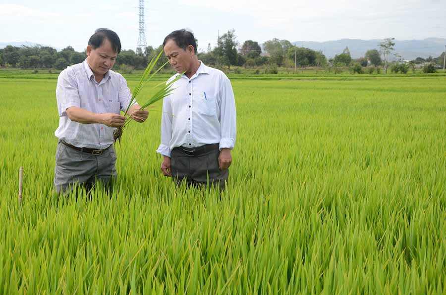  Cán bộ nông nghiệp huyện Phú Thiện kiểm tra ruộng đồng, hướng dẫn người dân cách chăm sóc lúa. Ảnh: T.Đ