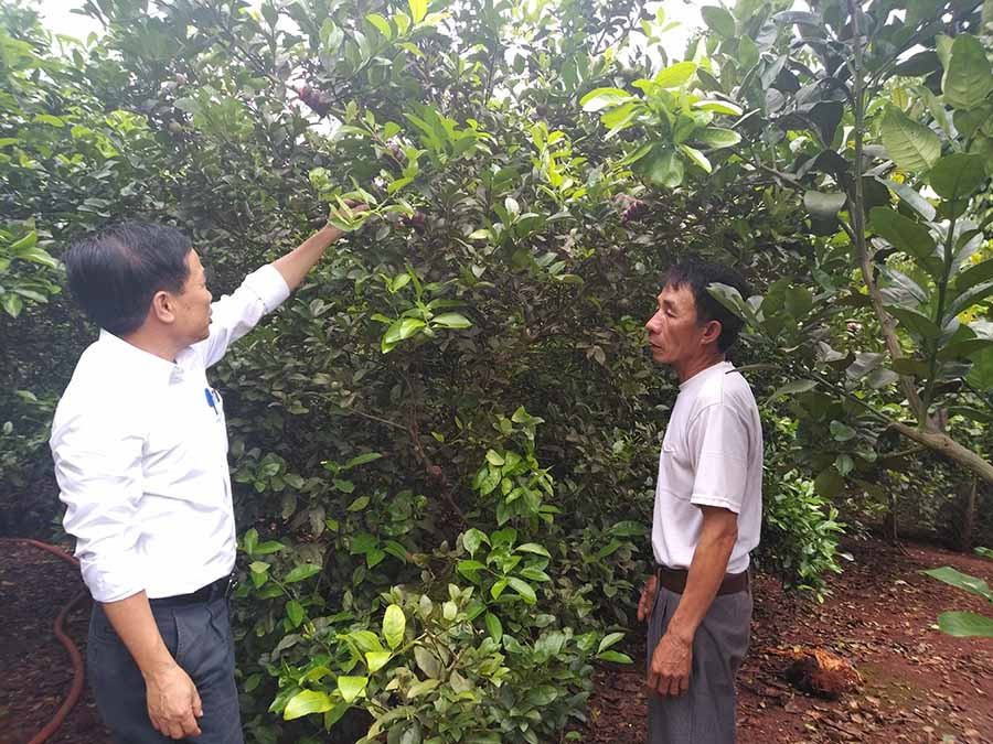 Ông Nguyễn Viết Lưu (bìa phải) có nguồn thu nhập ổn định từ vườn chanh tứ quý. Ảnh: S.C