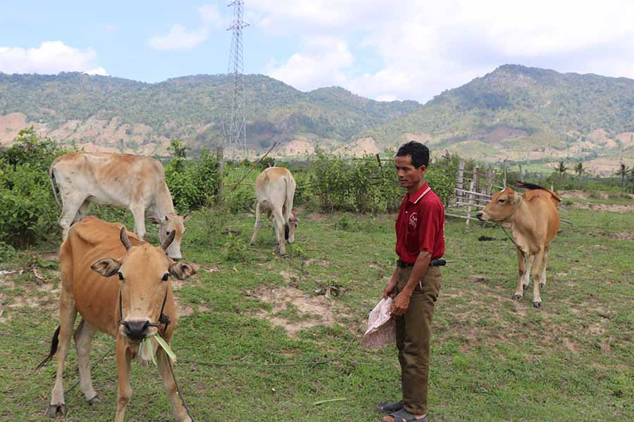 Ngoài sản xuất nông nghiệp, gia đình ông Mlơk còn chăn nuôi bò tăng nguồn thu nhập cho gia đình. Ảnh: Ngọc Minh
