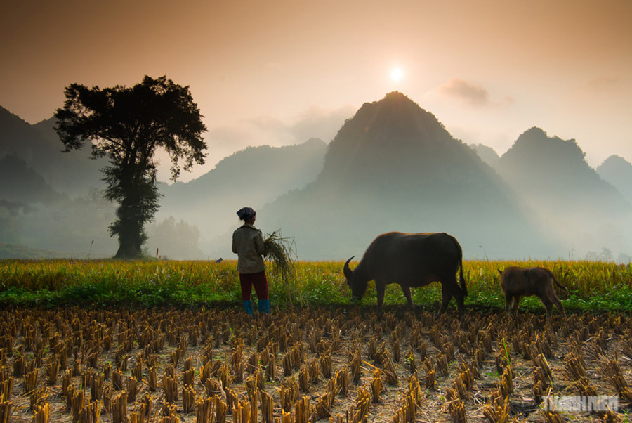 Cánh đồng buổi sớm mờ sương