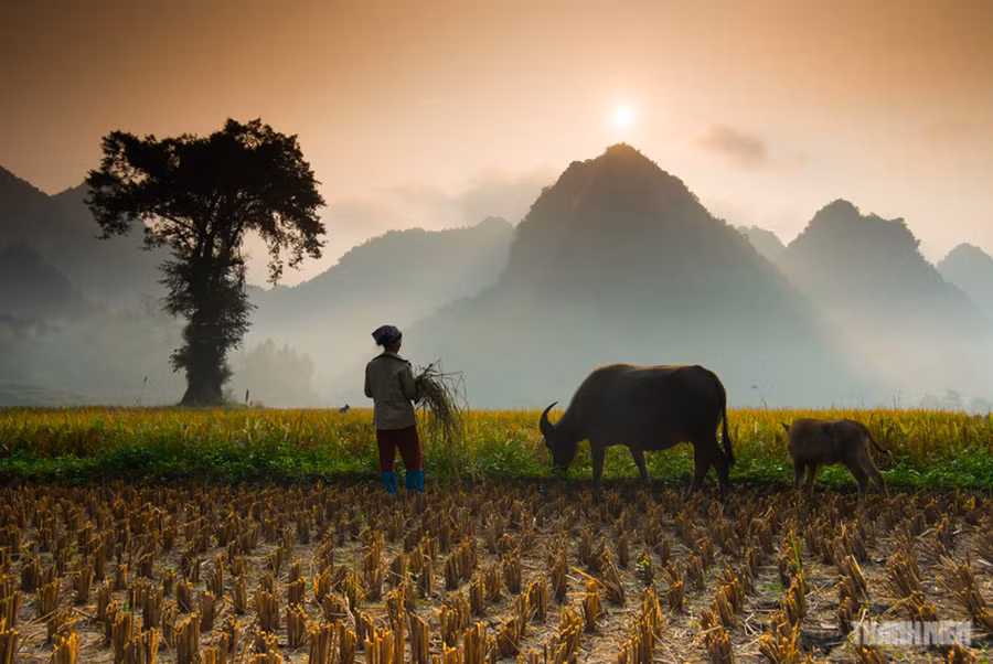 Cánh đồng buổi sớm mờ sương