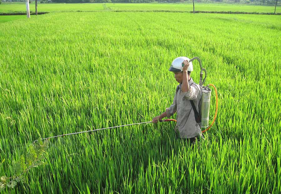 Phun thuốc diệt trừ sâu bệnh cho lúa.Ảnh: T.Đ