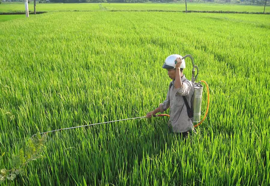 Phun thuốc diệt trừ sâu bệnh cho lúa.Ảnh: T.Đ