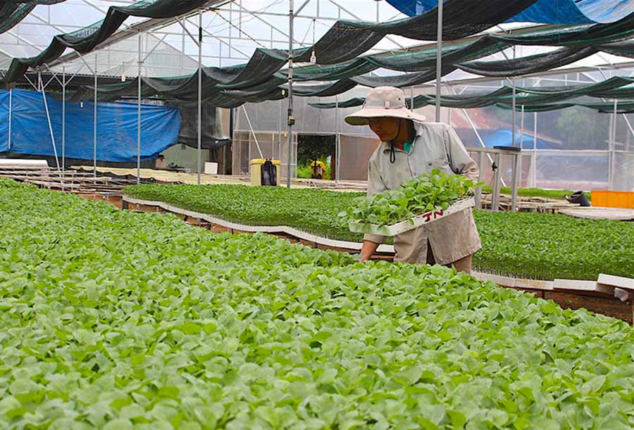 Người dân rất cần những bà đỡ giỏi trong phát triển nông nghiệp. Ảnh Hồng Thi