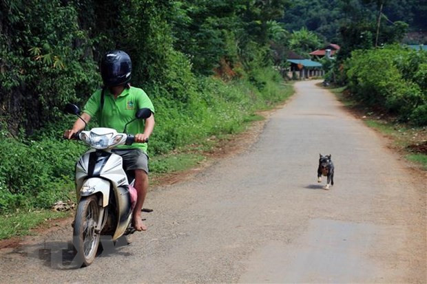 Người dân cần thực hiện tiêm phòng đầy đủ cho chó, mèo nuôi và tiêm nhắc lại hàng năm. (Ảnh: Diệp Anh/TTXVN)  Người dân cần thực hiện tiêm phòng đầy đủ cho chó, mèo nuôi và tiêm nhắc lại hàng năm. (Ảnh: Diệp Anh/TTXVN)