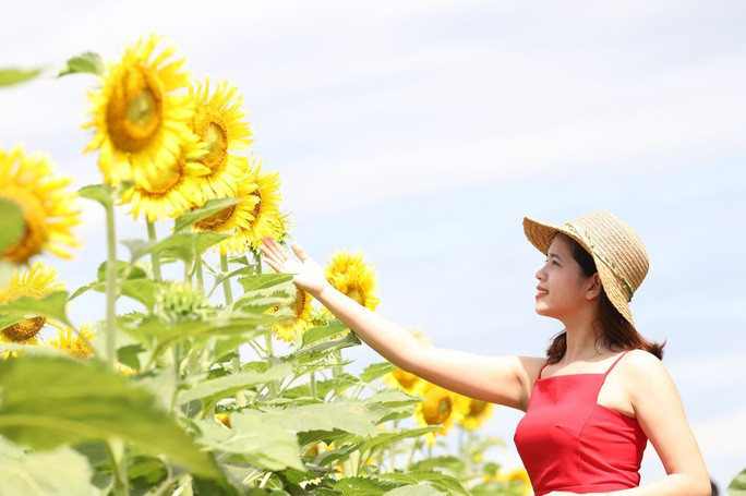 Cánh đồng hoa hướng dương ở Quảng Nam này được trồng bởi giống hoa nhập từ Thái Lan về, từ khi gieo hạt đến trổ bông là 55 ngày, dự kiến thời gian hoa nở liên tục kéo dài từ 15-20 ngày.