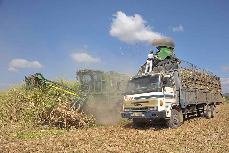  Nhờ “cuộc cách mạng” giao thông, những cánh đồng mía của xã Yang Nam đã được cơ giới hóa. Ảnh: N.T
