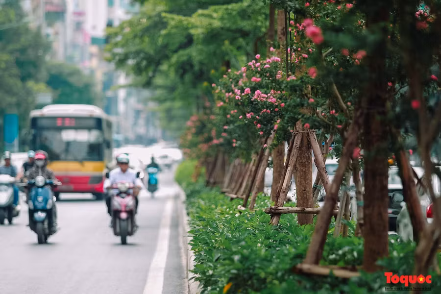 Được biết, việc trồng cây xanh trên tuyến đường Trần Duy Hưng và Nguyễn Chí Thanh nằm trong chương trình trồng thêm một triệu cây xanh (giai đoạn 2016 - 2020) ở Hà Nội, do Chủ tịch UBND TP Hà Nội Nguyễn Đức Chung trực tiếp chỉ đạo.