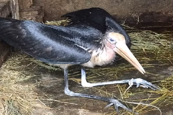 Con chim đang được anh Chung chăm sóc