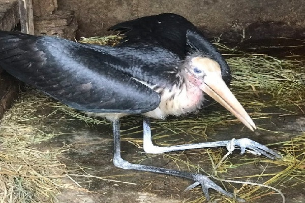 Con chim đang được anh Chung chăm sóc Con chim đang được anh Chung chăm sóc