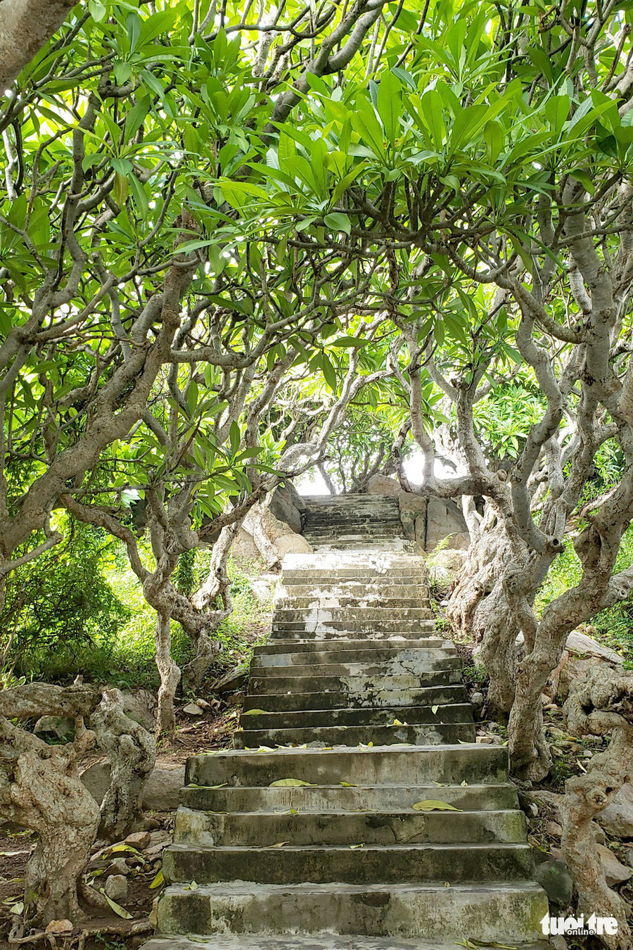 Con đường đá đi lên hải đăng có 2 hàng sứ cổ thụ tuyệt đẹp - Ảnh: NAM TRẦN