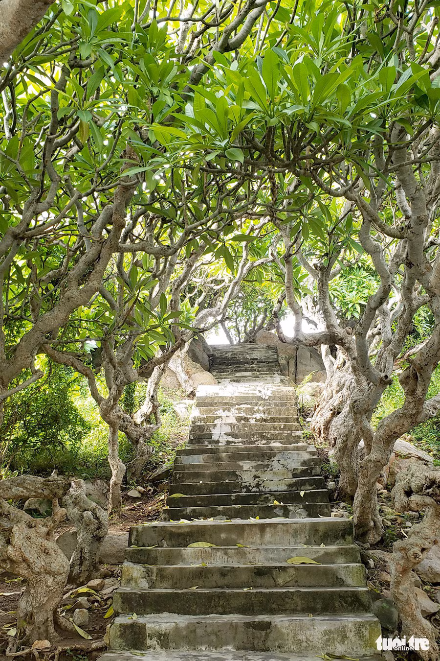 Con đường đá đi lên hải đăng có 2 hàng sứ cổ thụ tuyệt đẹp - Ảnh: NAM TRẦN