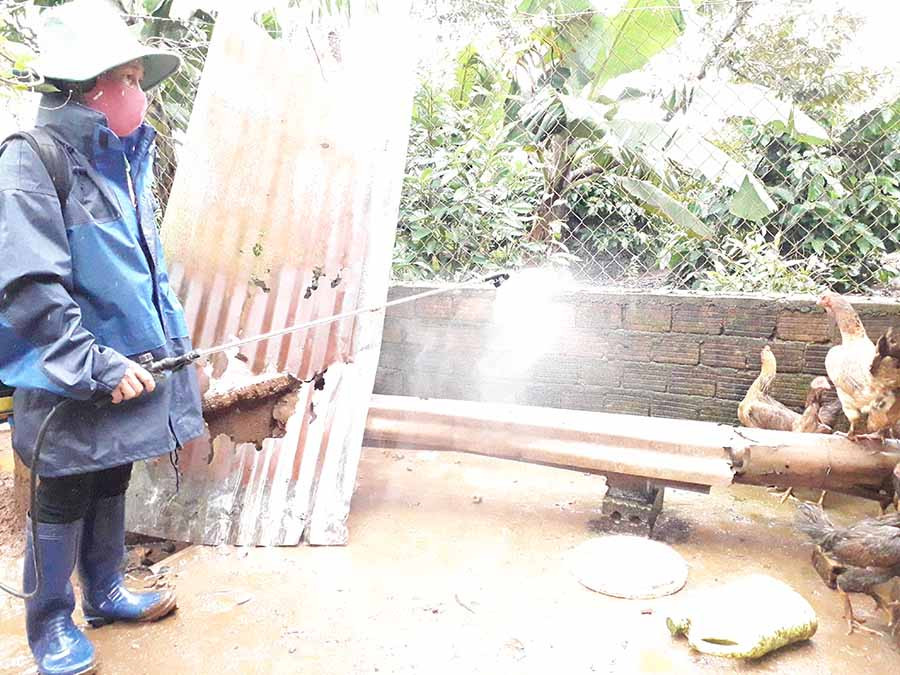 Một người dân phường Yên Thế phun hóa chất phòng-chống dịch cúm gia cầm cho đàn gà của gia đình. Ảnh: L.N  Một người dân phường Yên Thế phun hóa chất phòng-chống dịch cúm gia cầm cho đàn gà của gia đình. Ảnh: L.N