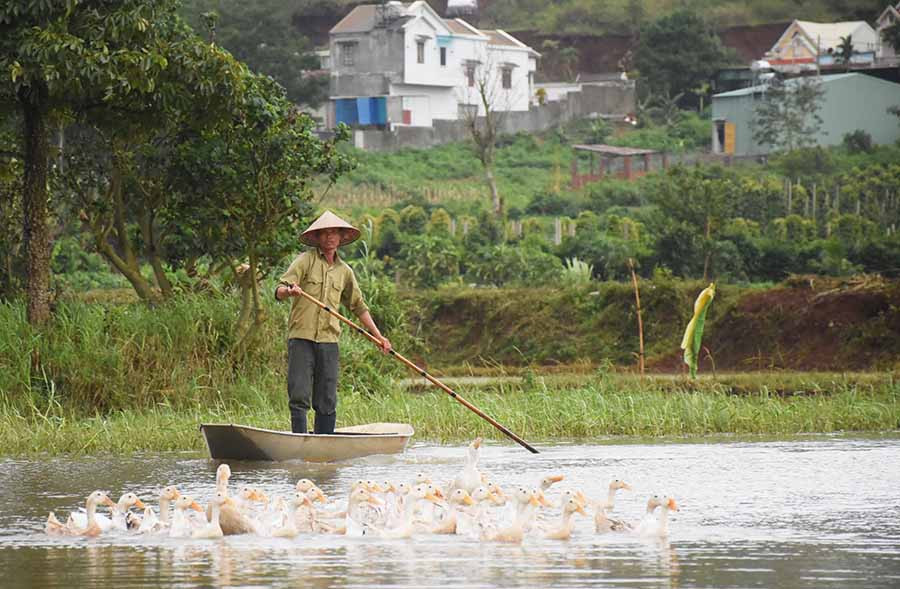 Ông Phạm Đức Khải (tổ 12, phường Hoa Lư, TP. Pleiku) đã bỏ nghề đánh bắt cá để chuyển sang nuôi vịt chạy đồng. Ảnh: M.N  Ông Phạm Đức Khải (tổ 12, phường Hoa Lư, TP. Pleiku) đã bỏ nghề đánh bắt cá để chuyển sang nuôi vịt chạy đồng. Ảnh: M.N