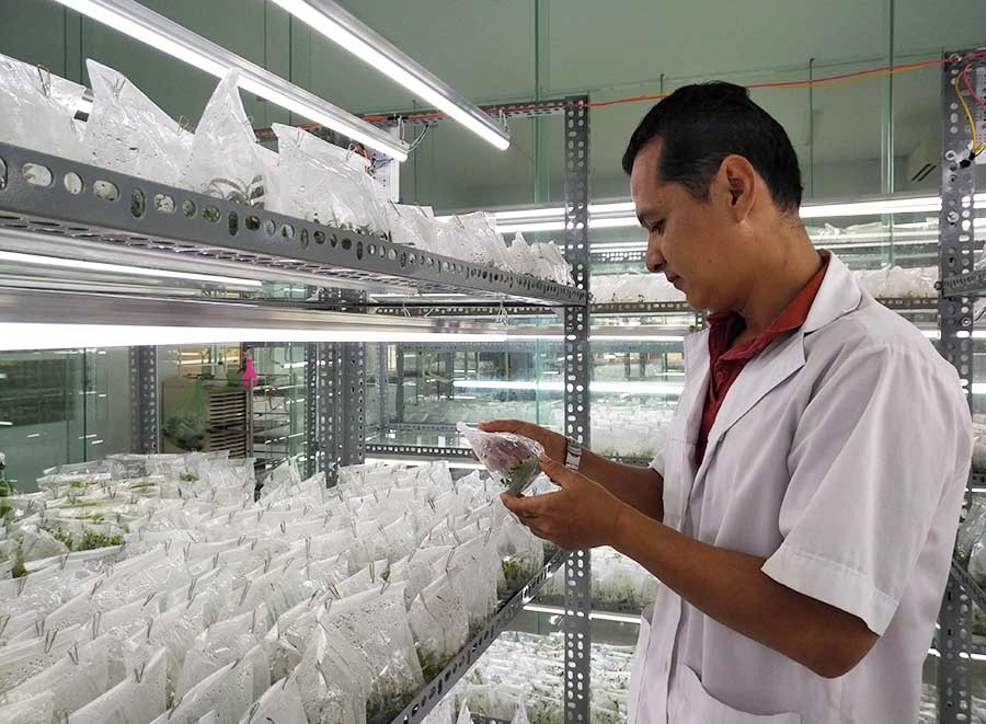  Trung tâm Nghiên cứu giống cây trồng tỉnh đang nỗ lực nâng cao hiệu quả sản xuất kinh doanh để tự chủ về tài chính. Ảnh: S.C