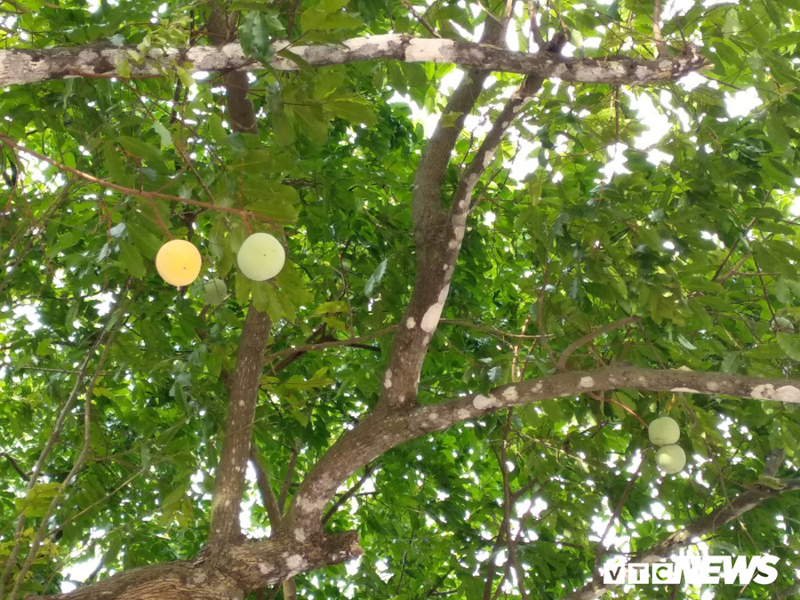 Những quả thị chín vàng trên cây thị cổ thụ tỏa hương thơm ngát