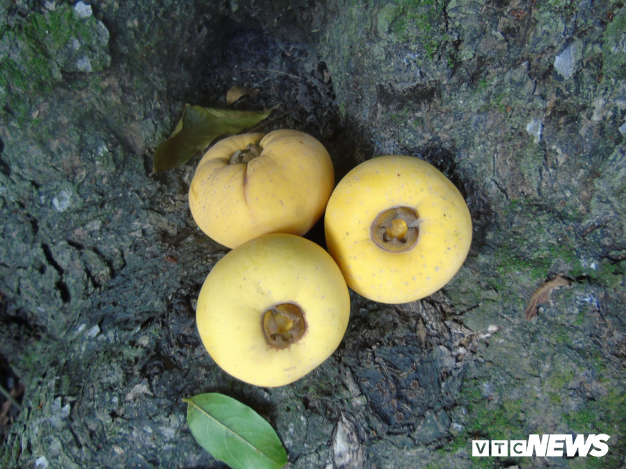 Những quả thị chín vàng, thơm ngát.