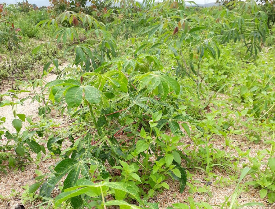 Ảnh nguồn internet