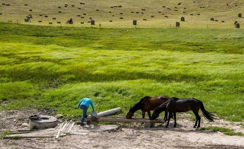  Những chú ngựa sau thời gian phục vụ du khách được nghỉ ngơi, uống nước.