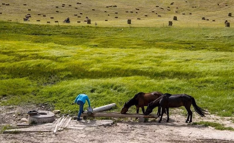  Những chú ngựa sau thời gian phục vụ du khách được nghỉ ngơi, uống nước.