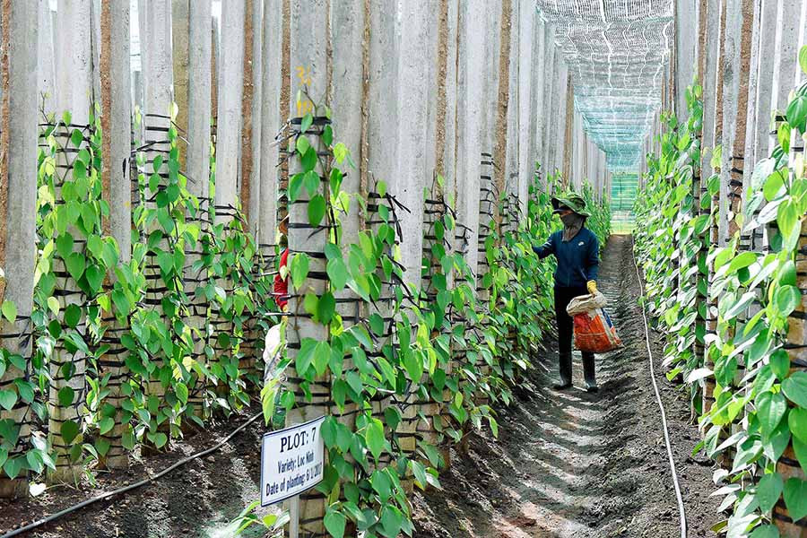 Áp dụng tiến bộ khoa học kỹ thuật vào chăm sóc hồ tiêu là một giải pháp hiệu quả để phòng ngừa dịch bệnh. Ảnh: ĐỨC THỤY