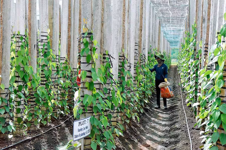 Áp dụng tiến bộ khoa học kỹ thuật vào chăm sóc hồ tiêu là một giải pháp hiệu quả để phòng ngừa dịch bệnh. Ảnh: ĐỨC THỤY