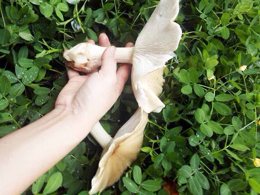  Nấm mồ côi. Ảnh: K.S