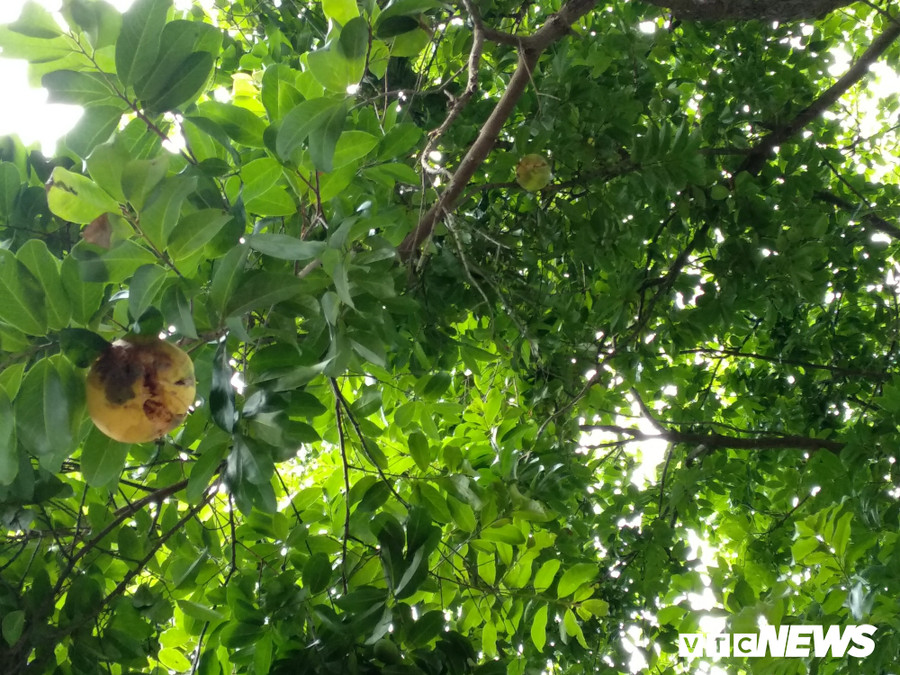  Do gia đình ông Thưởng không hái quả nên nhiều quả thị chín rụng trên cây.