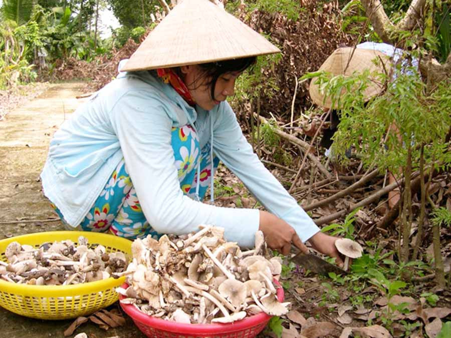 Người dân đi nhổ nấm mối. Ảnh: internet  Người dân đi nhổ nấm mối. Ảnh: K.N.B