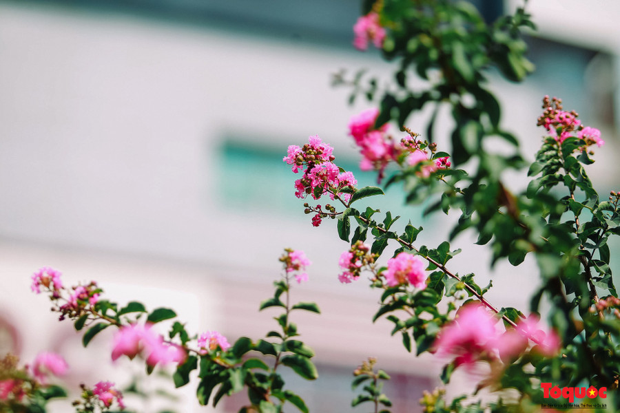  Hoa không lớn nhưng bù lại sắc hoa khá rực rỡ và tươi sáng.