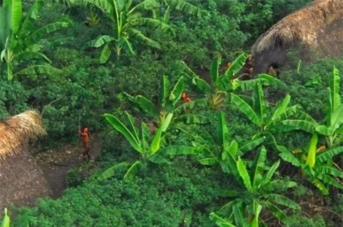 Người Sentinel bắn cung, ném lao và đá về phía máy bay của chính phủ Ấn Độ vào năm 2004.