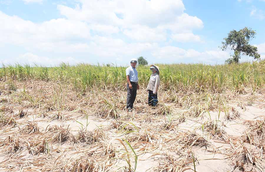  Nhiều diện tích mía của người dân trên địa bàn xã Đak Hlơ bị cháy, kém phát triển vì nắng hạn. Ảnh: M.N