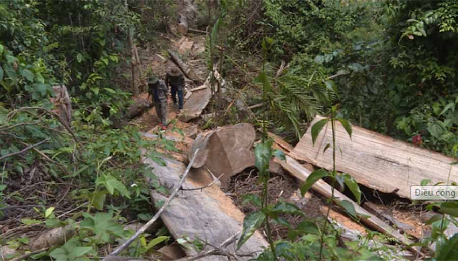 Mở rộng điều tra, cơ quan công an phát hiện thêm 60 cây gỗ lậu bị đốn hạ trên diện tích 30ha