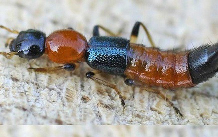 Nam thanh niên bị tổn thương 