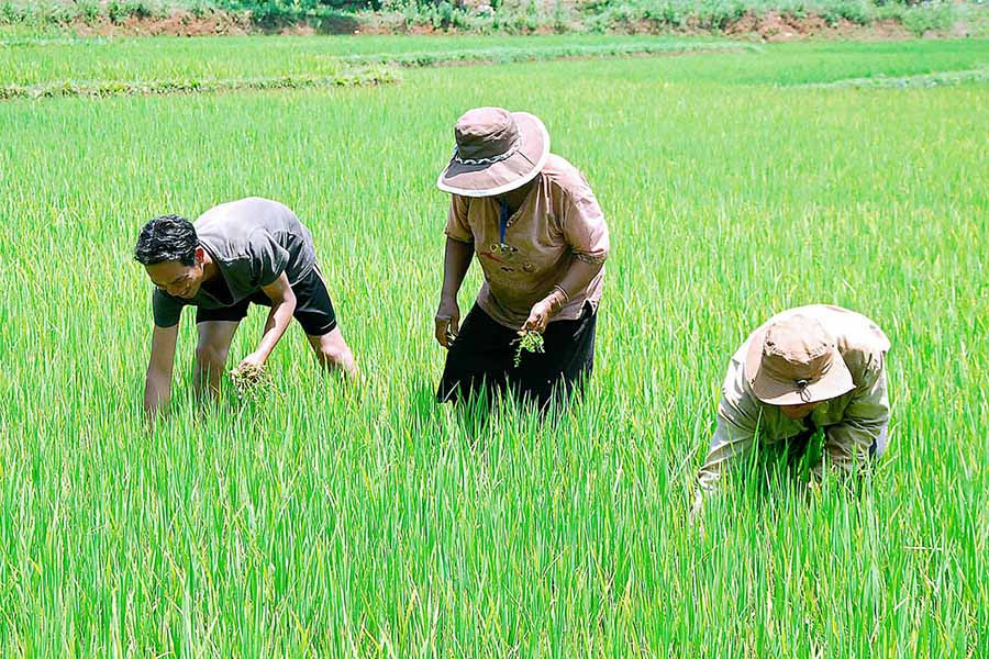  Người dân xã Đông trồng lúa nước. Ảnh: ĐỨC THỤY