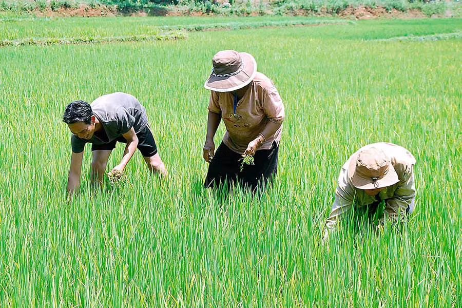  Người dân xã Đông trồng lúa nước. Ảnh: ĐỨC THỤY