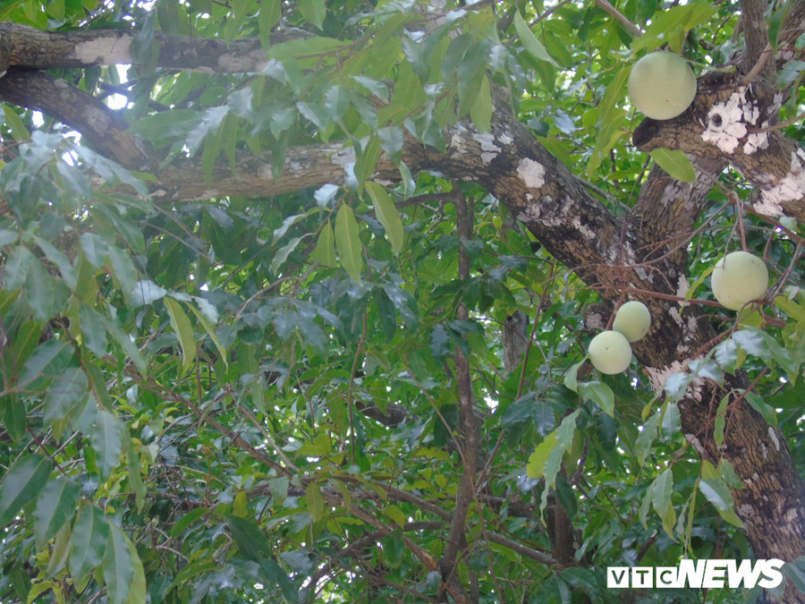 Mặc dù cây thị đã 670 năm tuổi nhưng quả vẫn to và nhiều.