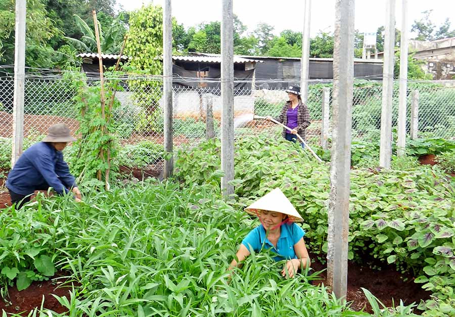  Hội viên Hội Phụ nữ Công ty TNHH một thành viên 715 (Binh đoàn 15) giúp nhau chăm sóc vườn rau của gia đình. Ảnh: N.A.S