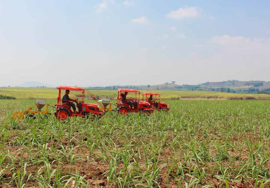  Mô hình cánh đồng mía lớn đã giúp người dân khu vực phía Đông và Đông Nam tỉnh cải thiện đời sống. Ảnh: H.T