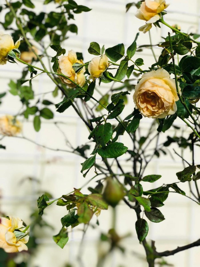 Những cành hồng dịu dàng nở hoa trong nắng.