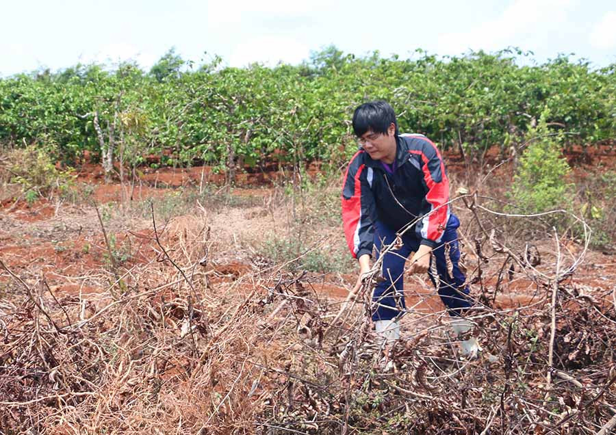  Người dân thị trấn Chư Sê làm đất để chuẩn bị tái canh cà phê. Ảnh: Q.T